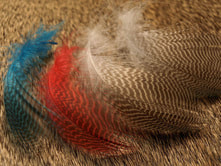 Six 4.5 to 7 Nicobar Pigeon Fly Tying Feathers Lot-SF-303